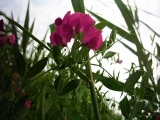 lathyrus tuberosus.JPG